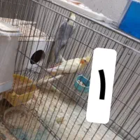 عروس هلندی مولد