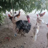 بوقلمون