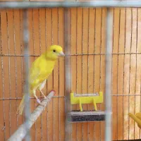 جوجه قناری.نر.نژاد سوپر|پرنده|تنکابن, |دیوار