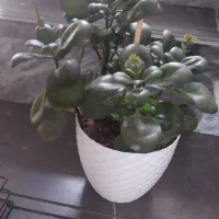 گل و ساعت و سبد