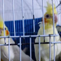 عروس هلندی|پرنده|خرمشهر, |دیوار