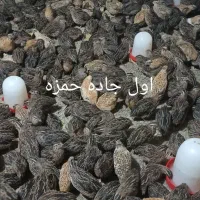 تخم نطفه دار بلدرچین تعداد عمده