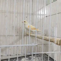 قناری ماده آماده کوزه