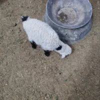 میش بره نرفروشی