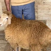 قصابی سیار در کمترین زمان
