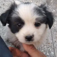 توله پاپی پشمالو