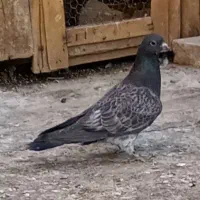 جوجه کبوتر پرشی