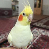 عروس هلندی نر