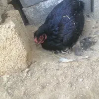 تخم نطفه دار لاری و دورگ لاری|حیوانات مزرعه|شبانکاره, |دیوار