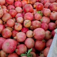 باغت آباد عمو کرم|عمدهفروشی|کوهنانی, |دیوار