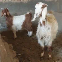 بزغاله|حیوانات مزرعه|شراء, |دیوار