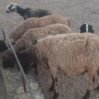 میش بره دار و آبستن