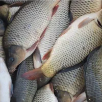 ماهی داریم|ماهی|قم, هفت تیر|دیوار