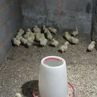 جوجه ماشینی|حیوانات مزرعه|رامیان, |دیوار