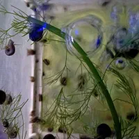 حلزون کلمبیایی