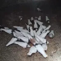 کفتر طوقی سرور|پرنده|بستان آباد, |دیوار