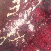 قالی دست بافت قدیمی|فرش|گرگان, |دیوار