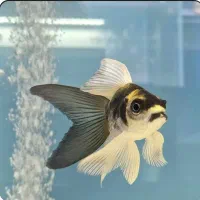 ماهی کوی سوپرباله مایان|ماهی|اصفهان, کوجان|دیوار