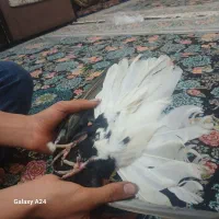 جفت زاغ دم سفید کلایی