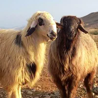 روغن زرد میش .