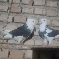 کفترشازده|پرنده|مزرعه کتول, |دیوار