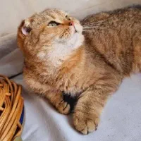 اسکاتیش مانچکین زیبا|گربه|اصفهان, آبشار|دیوار