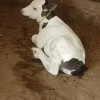 گاو با گوساله ماده مور سیمنتال