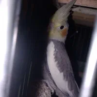 عروس هلندی سینامون نر|پرنده|پاکدشت, شهرک امام رضا|دیوار