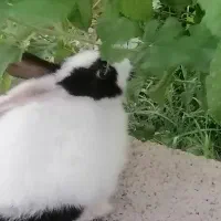 خرگوش باهوش و زبل