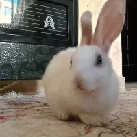 واگذاری خرگوش خانگی|موش و خرگوش|تبریز, |دیوار