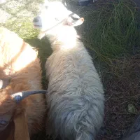 با سلام فروش کهره نر