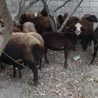 فروش فوری گوسفند میش فشندی افشاری|حیوانات مزرعه|هشتگرد, تهران دشت|دیوار