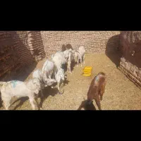 فروش۸ گوسفند بز|حیوانات مزرعه|کرمان, |دیوار