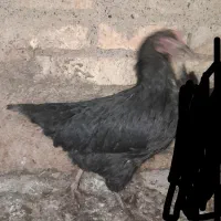 مرغ سیاه سیاه