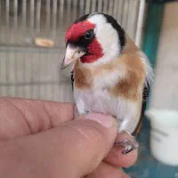 انواع سهره  رسمی  دورگ. کرمانی  چونه سفید