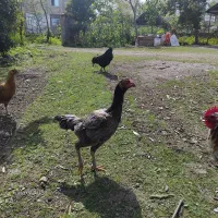 لاری طوس افغان دانگ بالا