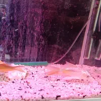 ماهی کوی|ماهی|پاکدشت, پاکدشت (مامازند)|دیوار