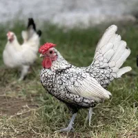 مرغ و خروس پولند لهستانی جاپتیز سیبرایت|حیوانات مزرعه|رضوانشهر, |دیوار