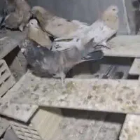 کبوتر سرور نر ماده