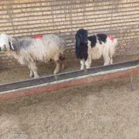 اعدد میش بره|حیوانات مزرعه|مسجد سلیمان, |دیوار