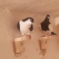 کفتر سوراخ|پرنده|کرمان, |دیوار