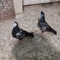 یک جفت جوجه خوشگل و سرحال