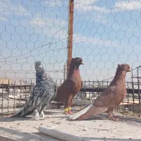 کفتر دم سفید نر