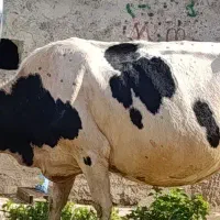 گاو دورگ اصلی 7ماه آبستن سوزنی درجه یک|حیوانات مزرعه|مسجد سلیمان, |دیوار
