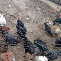تخم مرغ نطفه دار