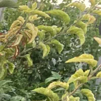 تهاتر