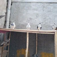 کفتر جوجه ساده