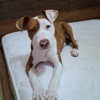 پیتبول ماده ۵ انگشتی ۶ ماهه اصل