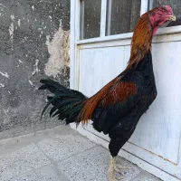 خروس لاری تاج‌مهر