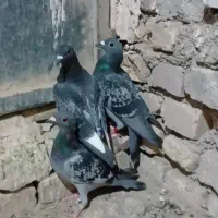 کبوتر